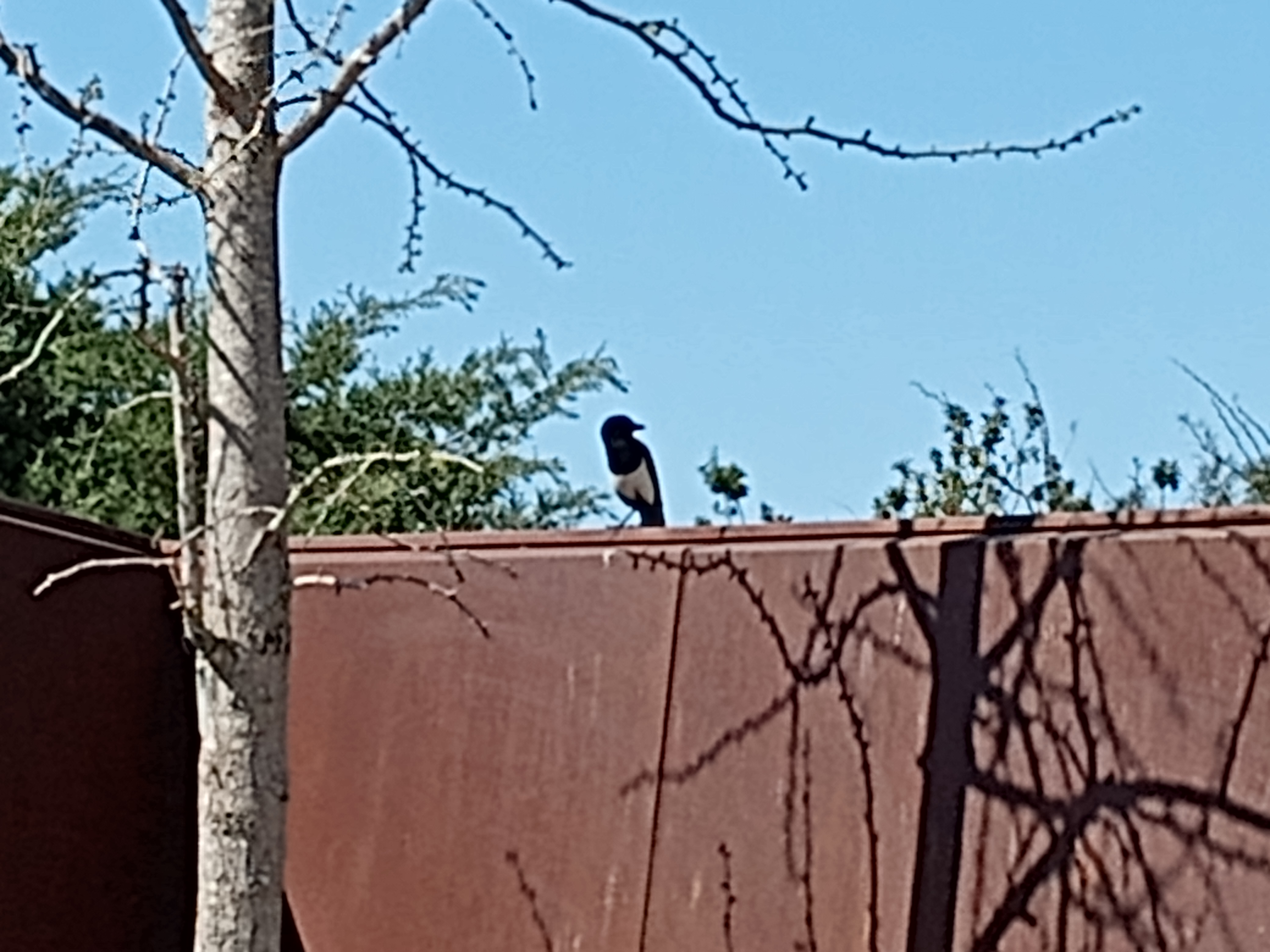 Magpie at the Botanical Garden