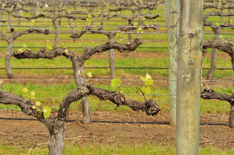 Grape Pruning