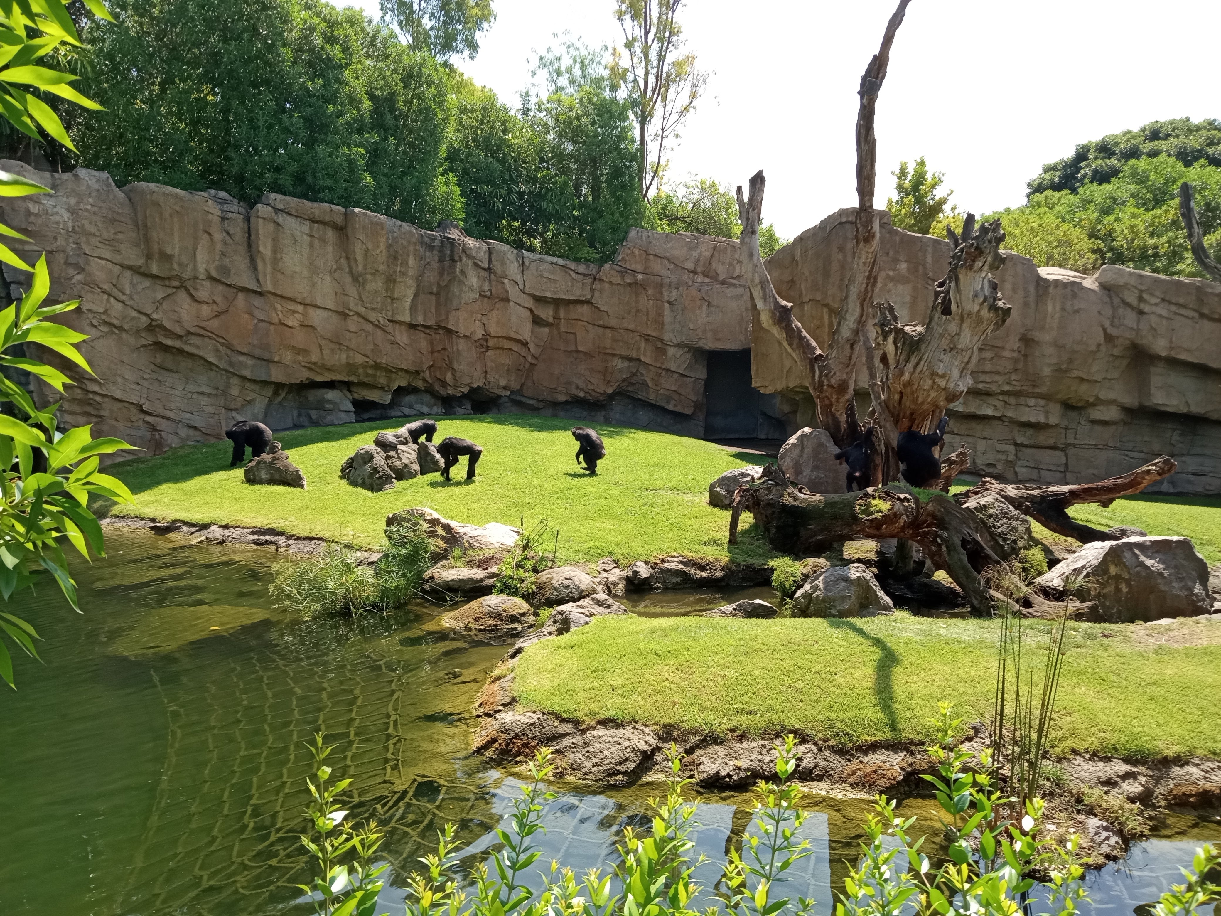 Valencia Bioparc: Chimpanze Enclosure