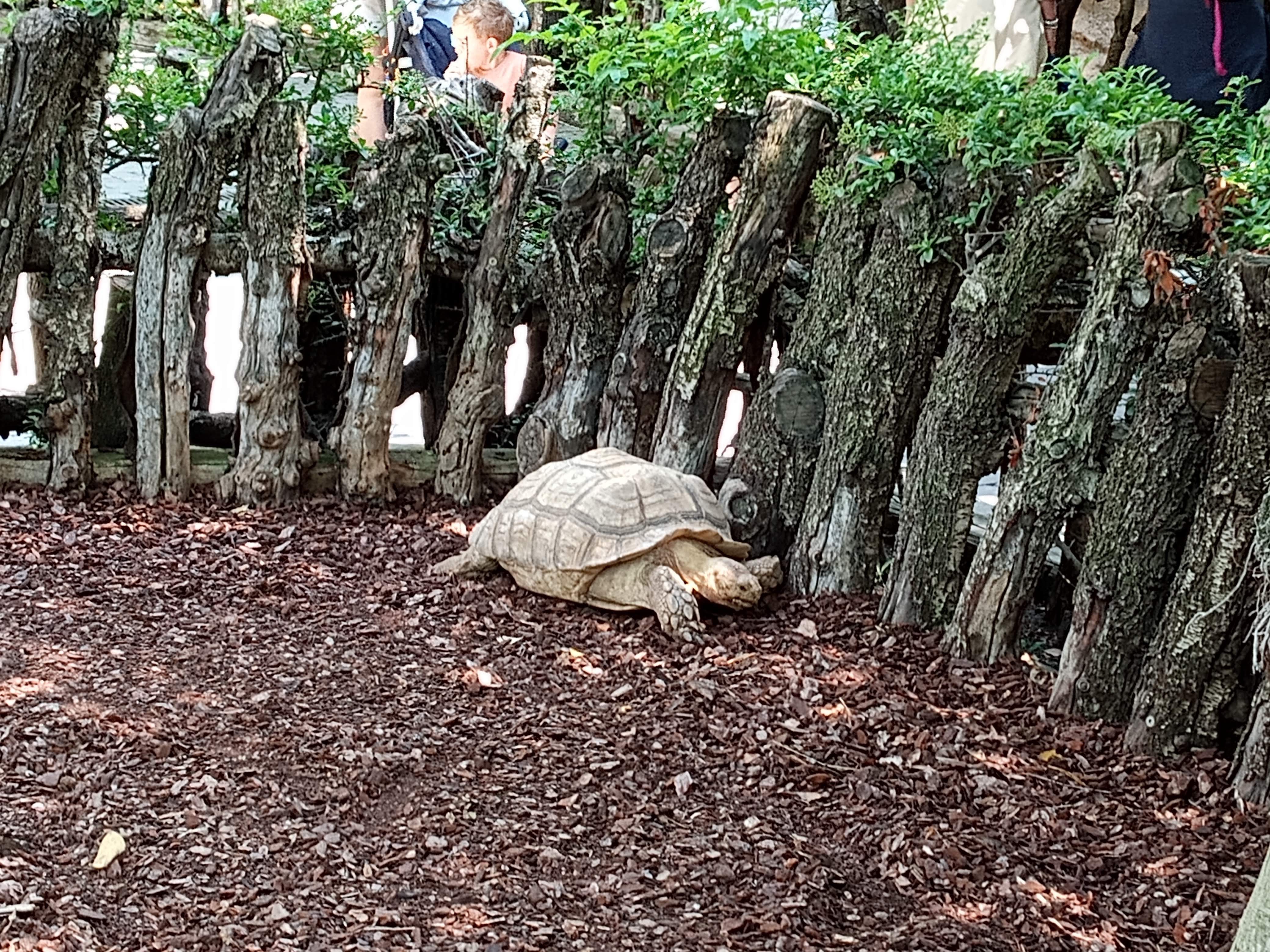 Valencia Bioparc: Tortise