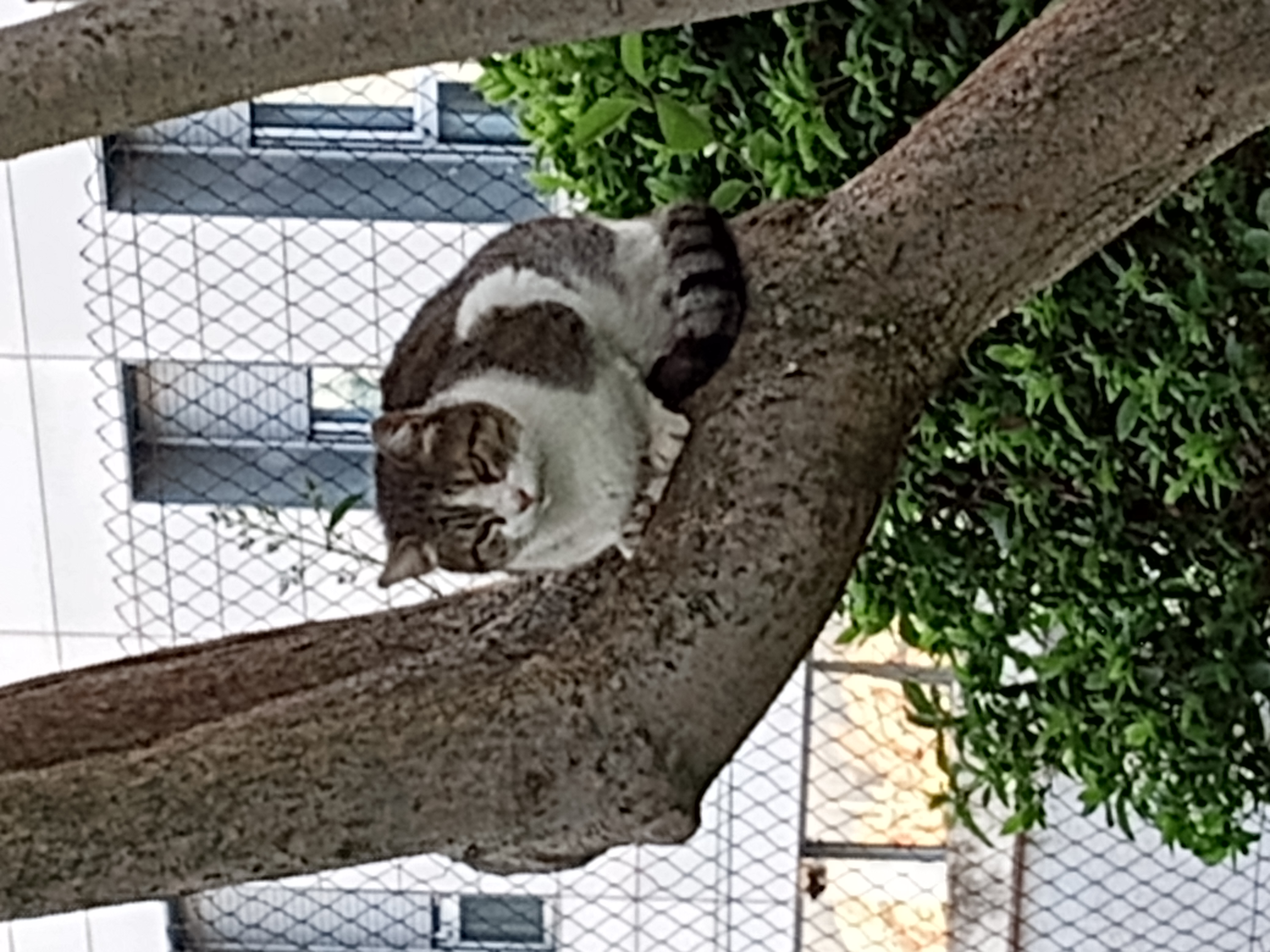 Valldaura Labs: Tree Cat